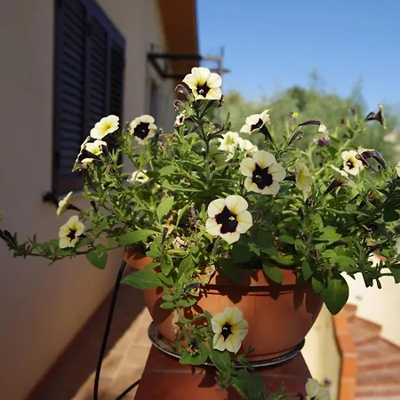 Balconcino Sugli Ulivi